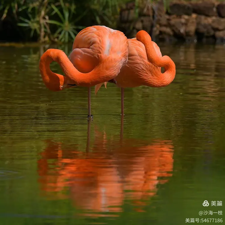海南红树湾火烈鸟之家巡礼